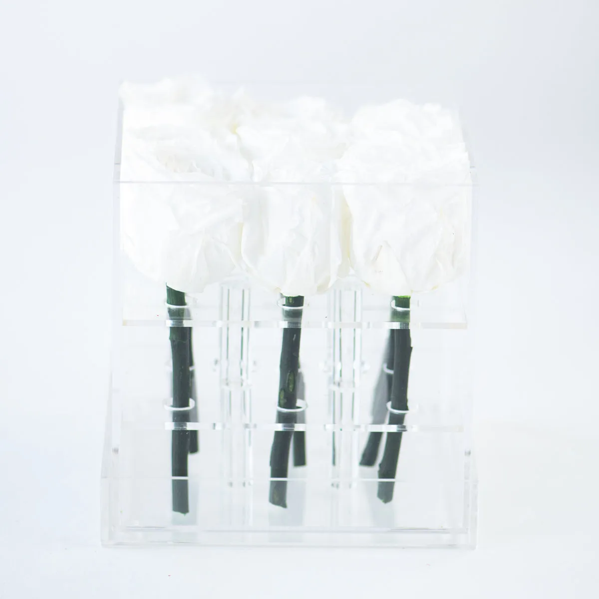 9 Roses Preserved