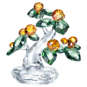 Kumquat Tree