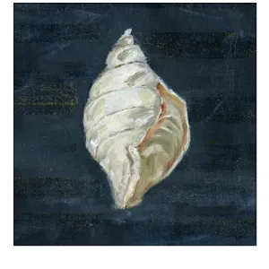 Night Shell II