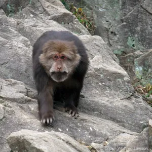 Out of Tibet