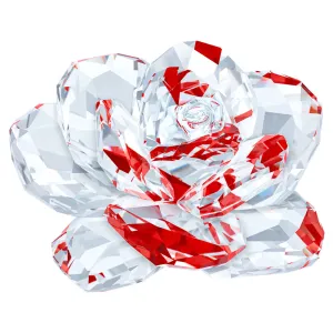 Rose 5249251